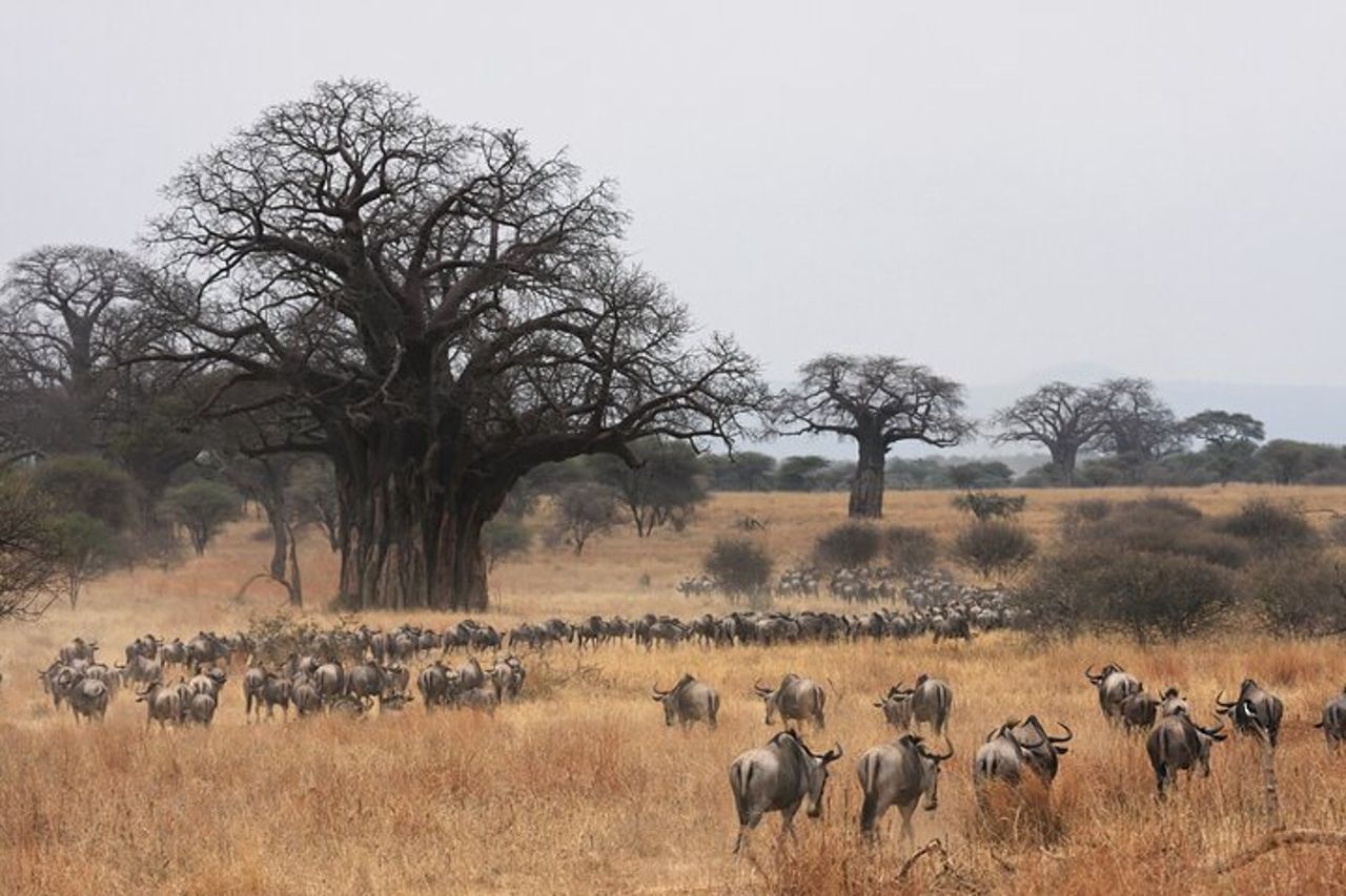 Safari di gruppo di 4 giorni a Tarangire, Serengeti e Ngorongoro Mid-Range — 5