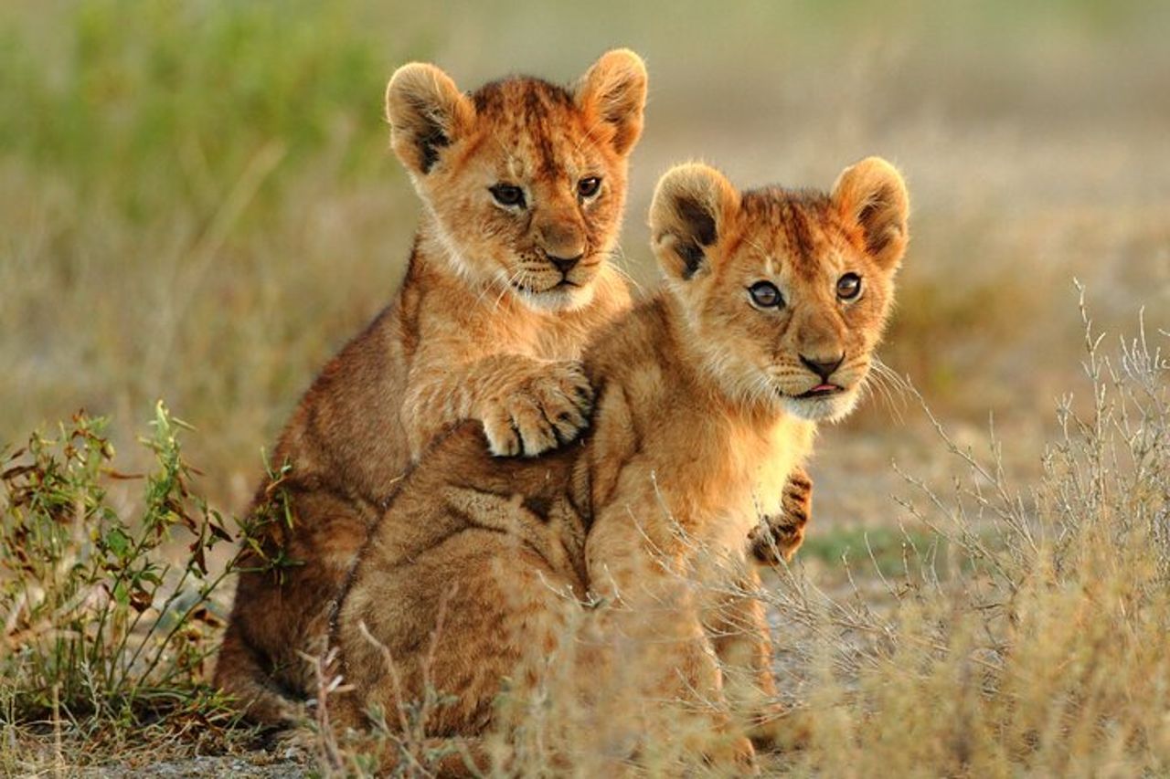 Safari di gruppo di 4 giorni a Tarangire, Serengeti e Ngorongoro Mid-Range — 6