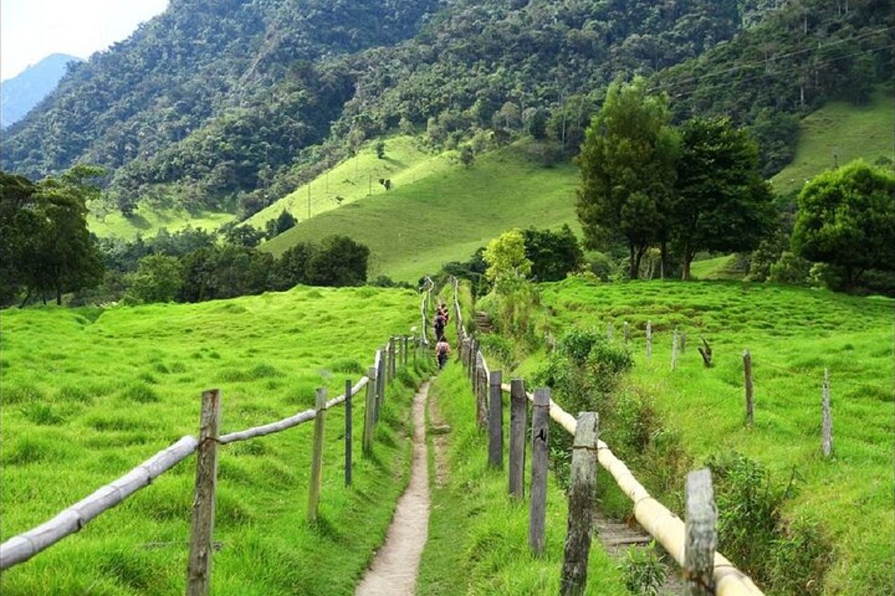 Tour a piedi della Cocora Valley con pranzo — 4