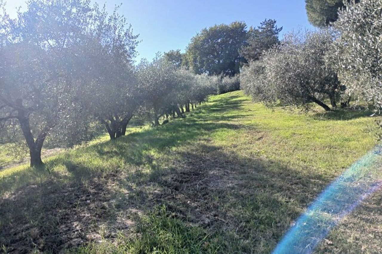 San Gimignano: Visita guidata in cantina e picnic tra gli ulivi — 3