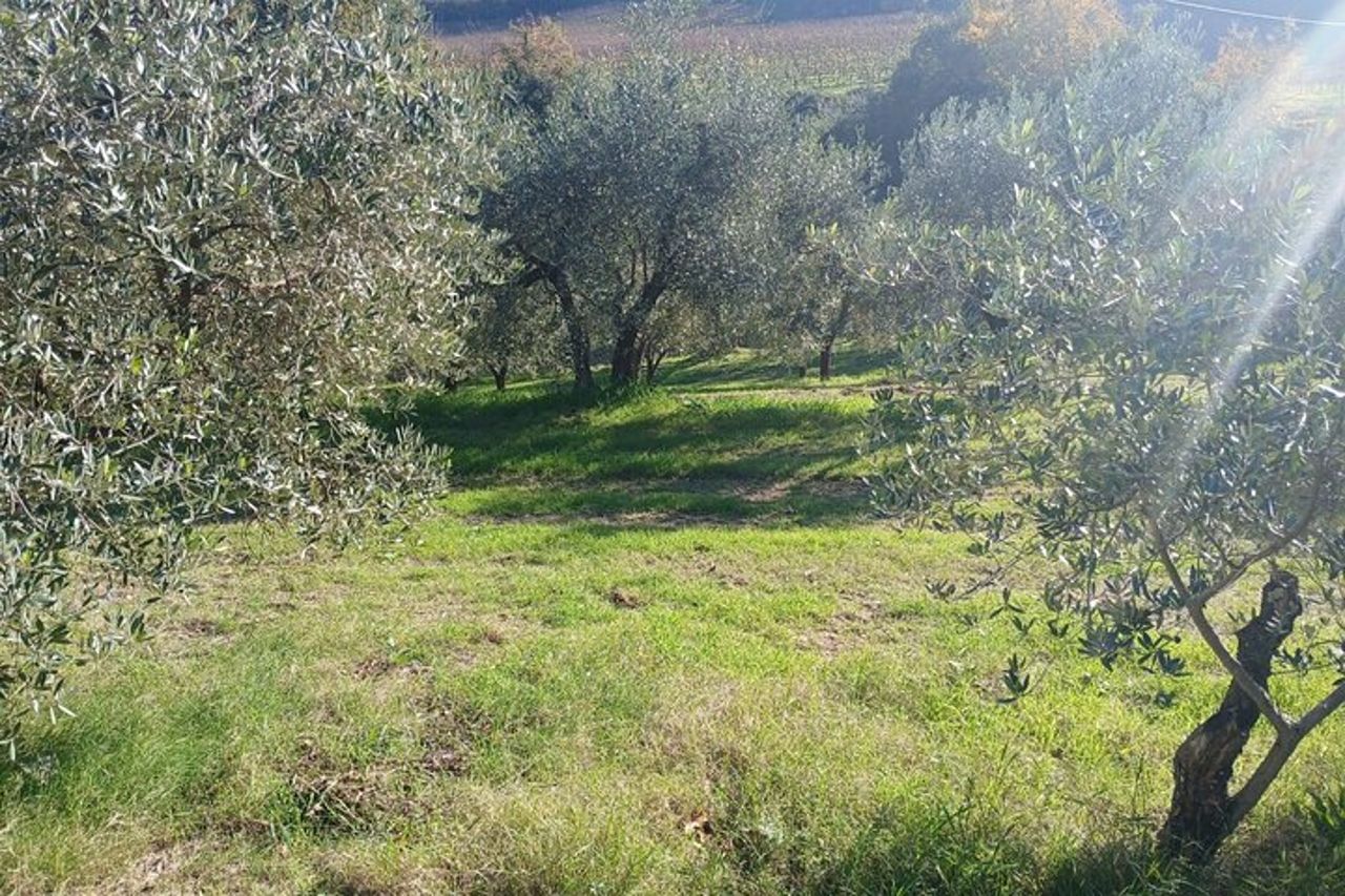 San Gimignano: Visita guidata in cantina e picnic tra gli ulivi — 4