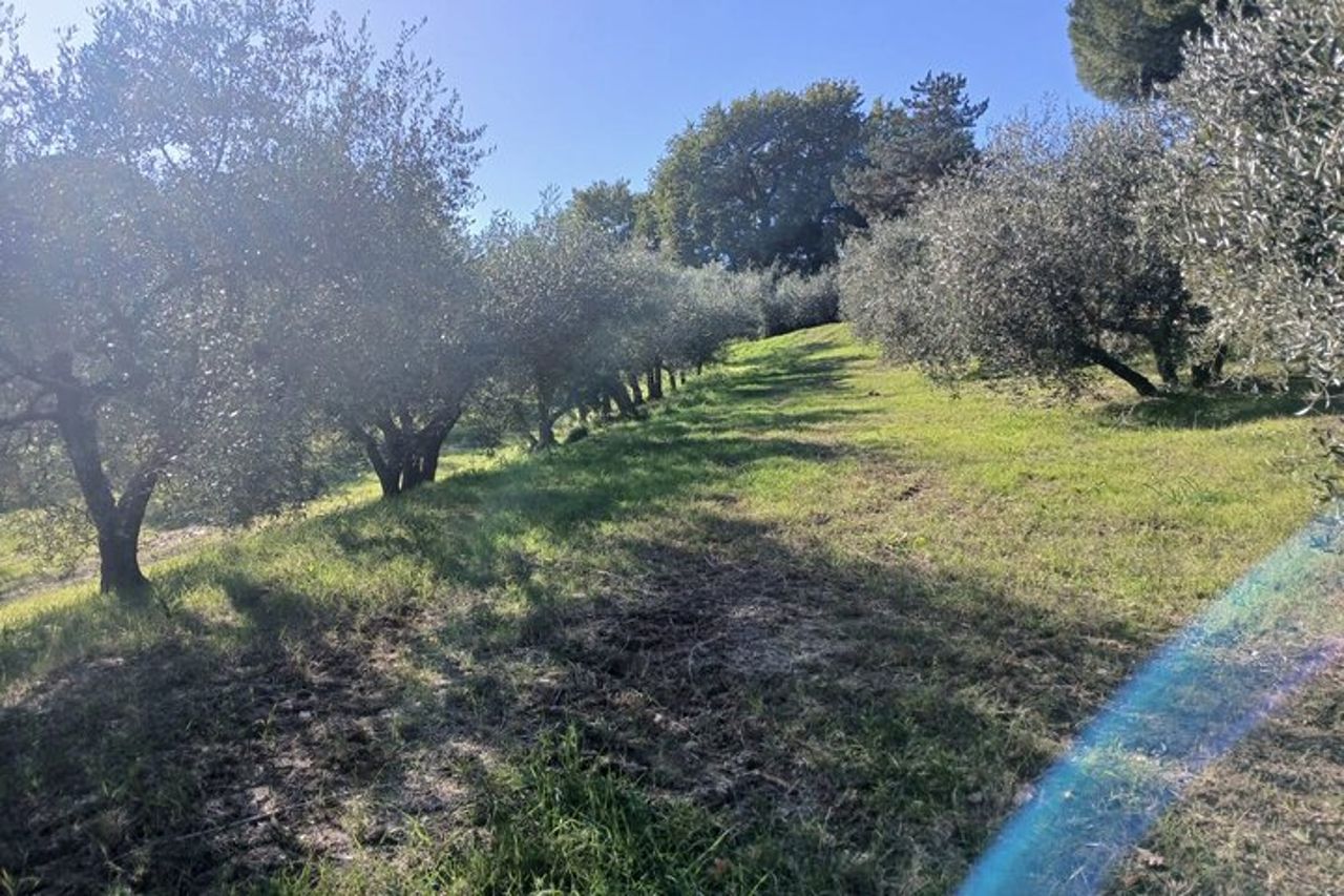 San Gimignano: Visita guidata in cantina e picnic tra gli ulivi — 5