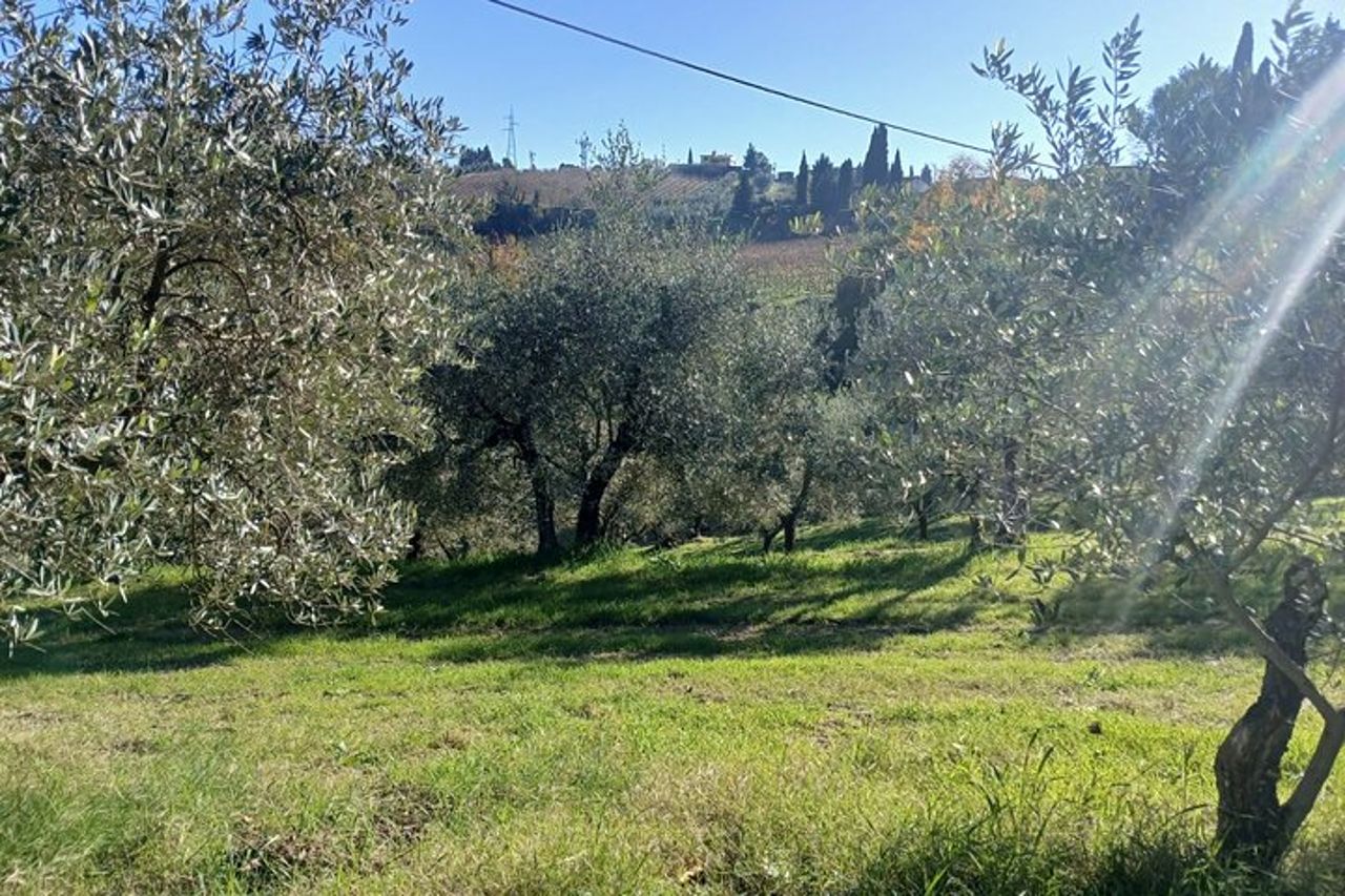 San Gimignano: Visita guidata in cantina e picnic tra gli ulivi — 6