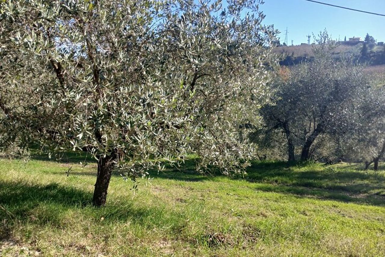 San Gimignano: Visita guidata in cantina e picnic tra gli ulivi — 7