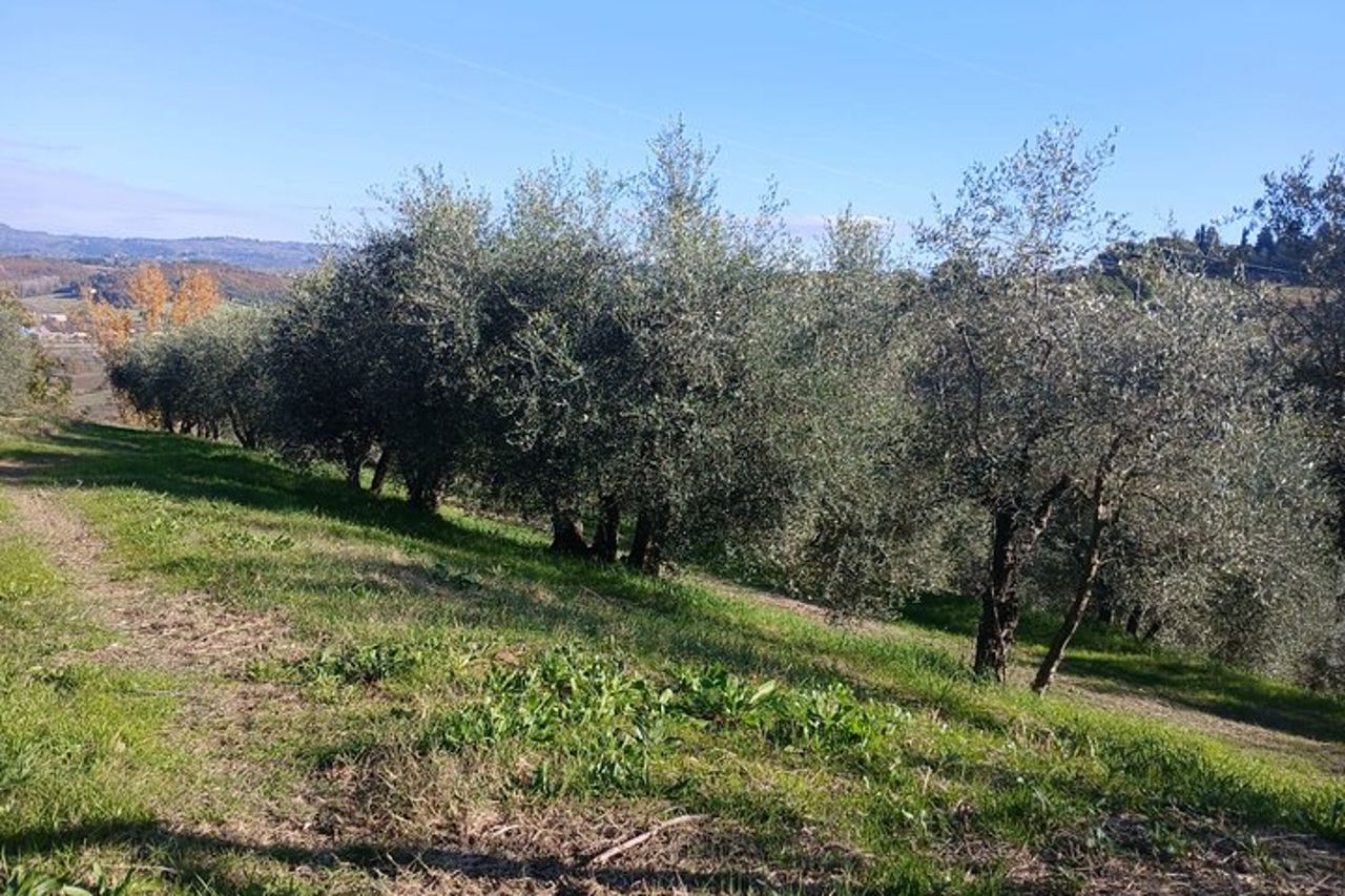 San Gimignano: Visita guidata in cantina e picnic tra gli ulivi — 9