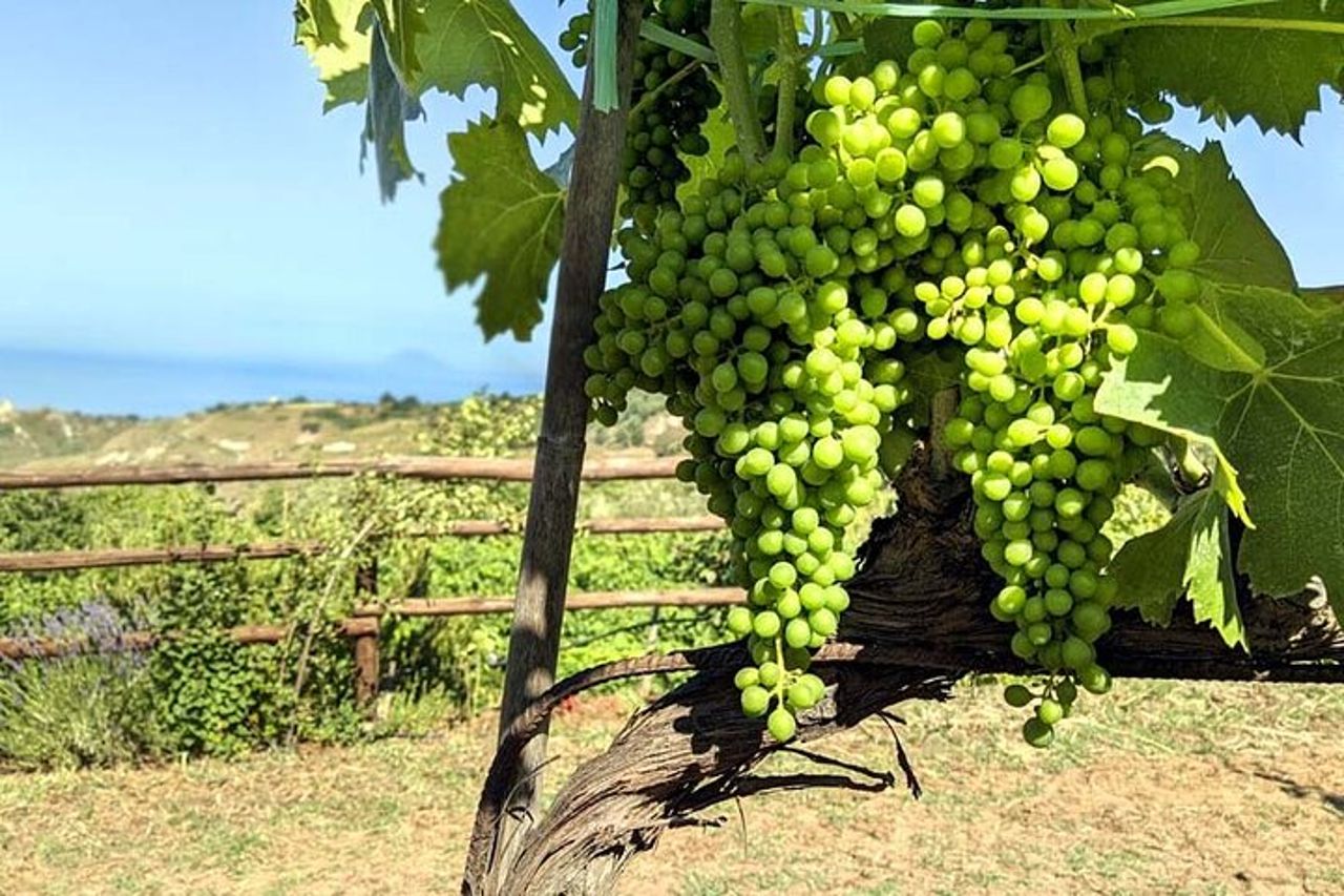 Degustazione di vino e prodotti tipici — 9