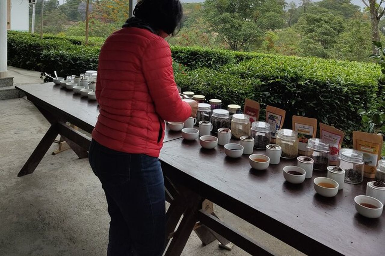 Tour del giardino del tè di Palampur — 3