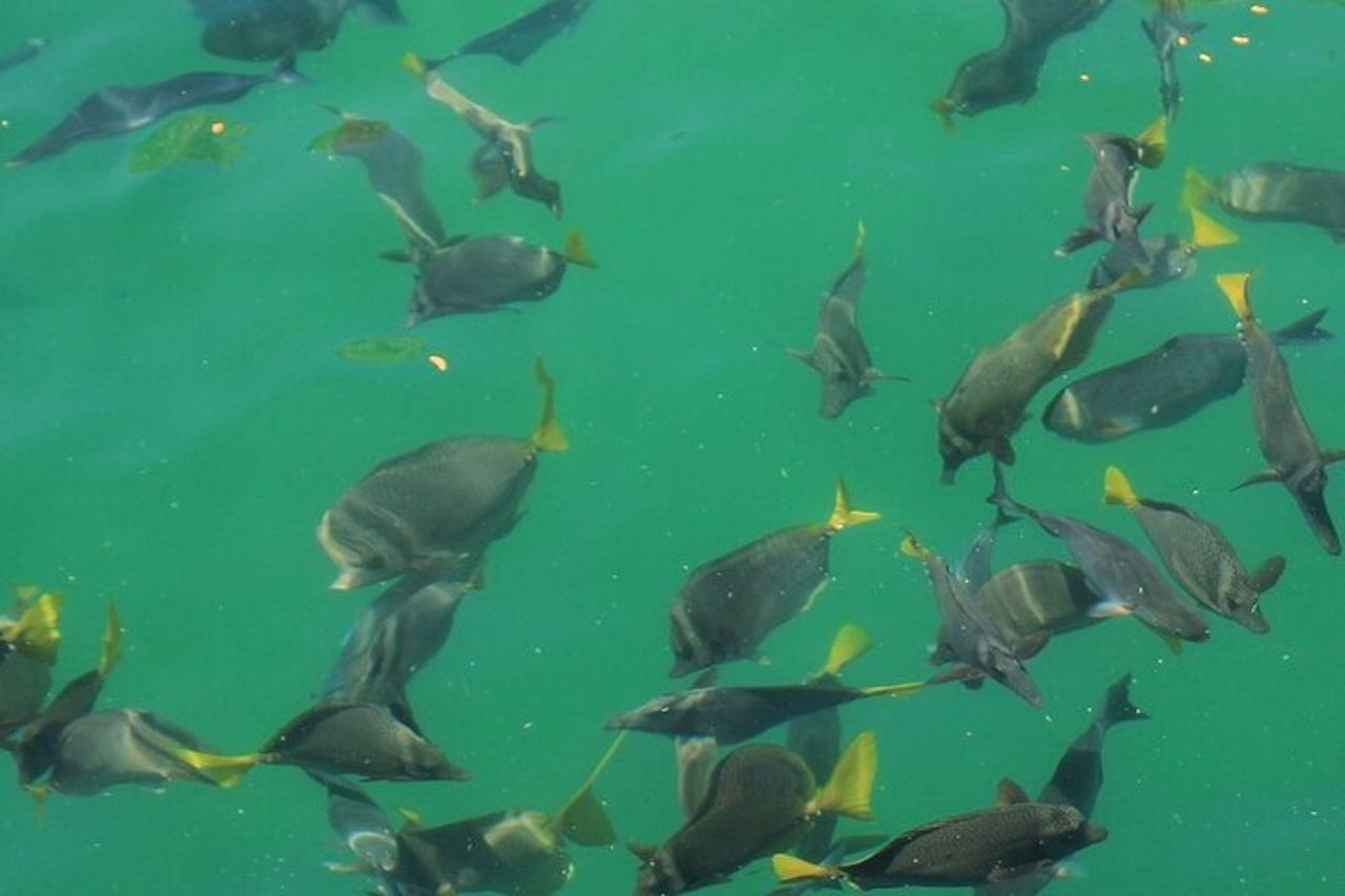 Cabo Catamarano – Tour di snorkeling e viste costiere — 6
