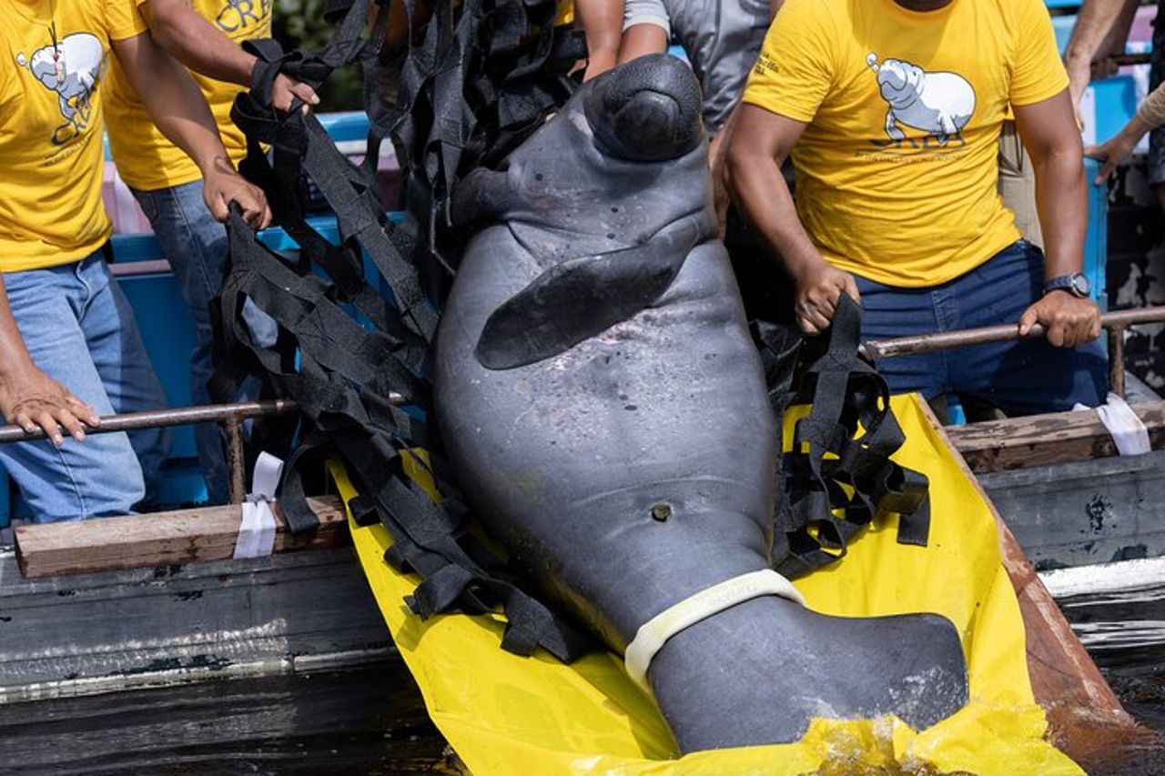 Amazon Rescue Center - Biglietto di ammissione al Manatees Conservation Center — 5