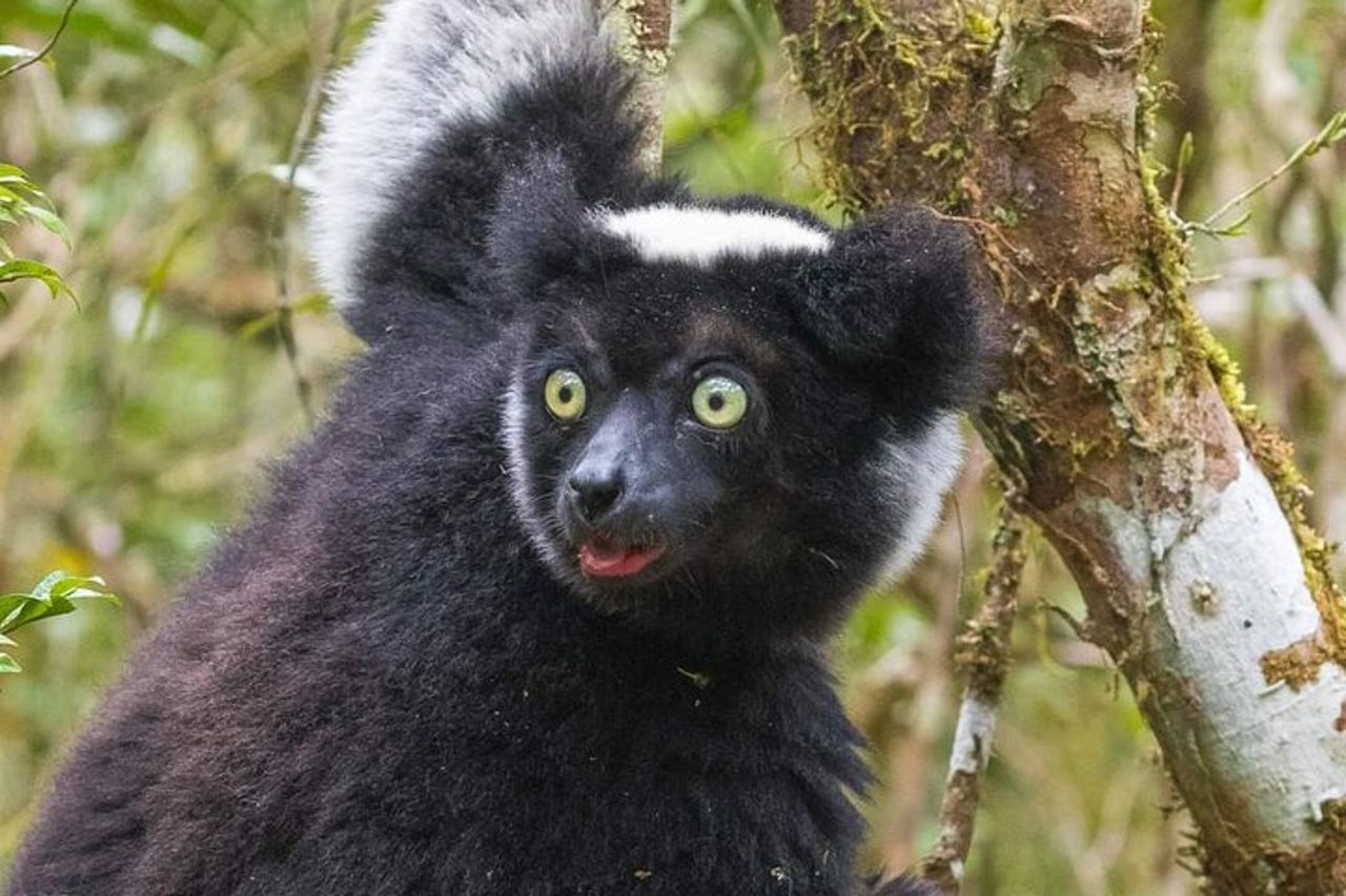4 - Tour di un giorno dei lemuri Aye-Aye ad Andasibe e alla Riserva del Palmarium — 8