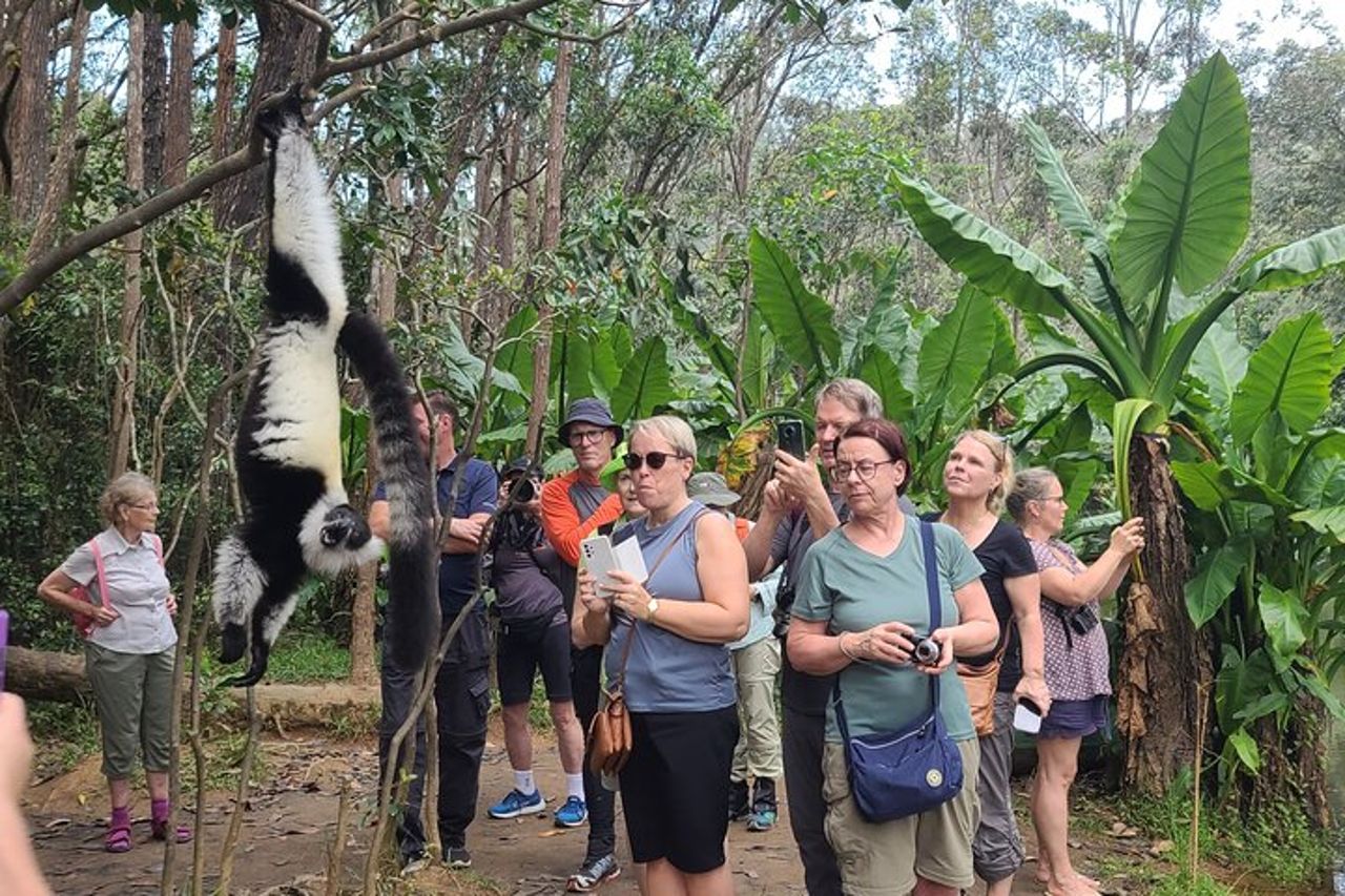 4 - Tour di un giorno dei lemuri Aye-Aye ad Andasibe e alla Riserva del Palmarium — 9