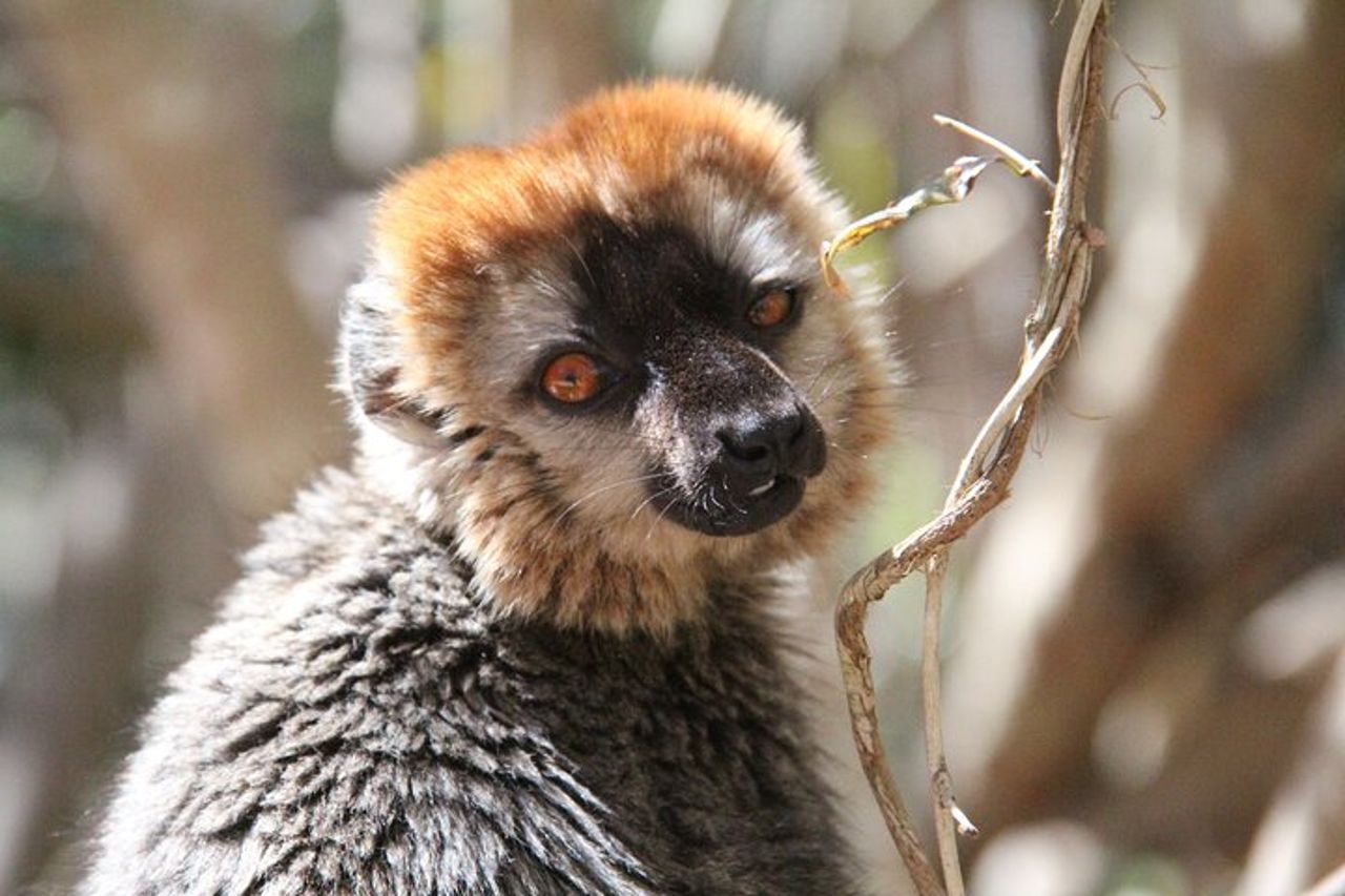 Tour privato del Madagascar meridionale — 2