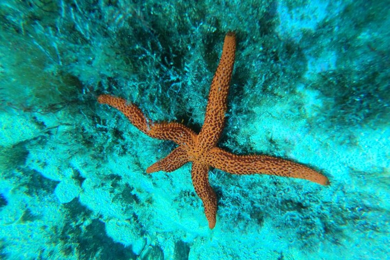 Costa Brava - Tour in kayak e snorkeling "Grotte marine" — 5