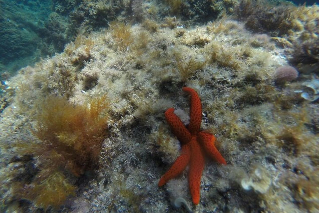 Tour in kayak e snorkeling sulla Costa Brava. Sant Feliu de Guíxols — 5