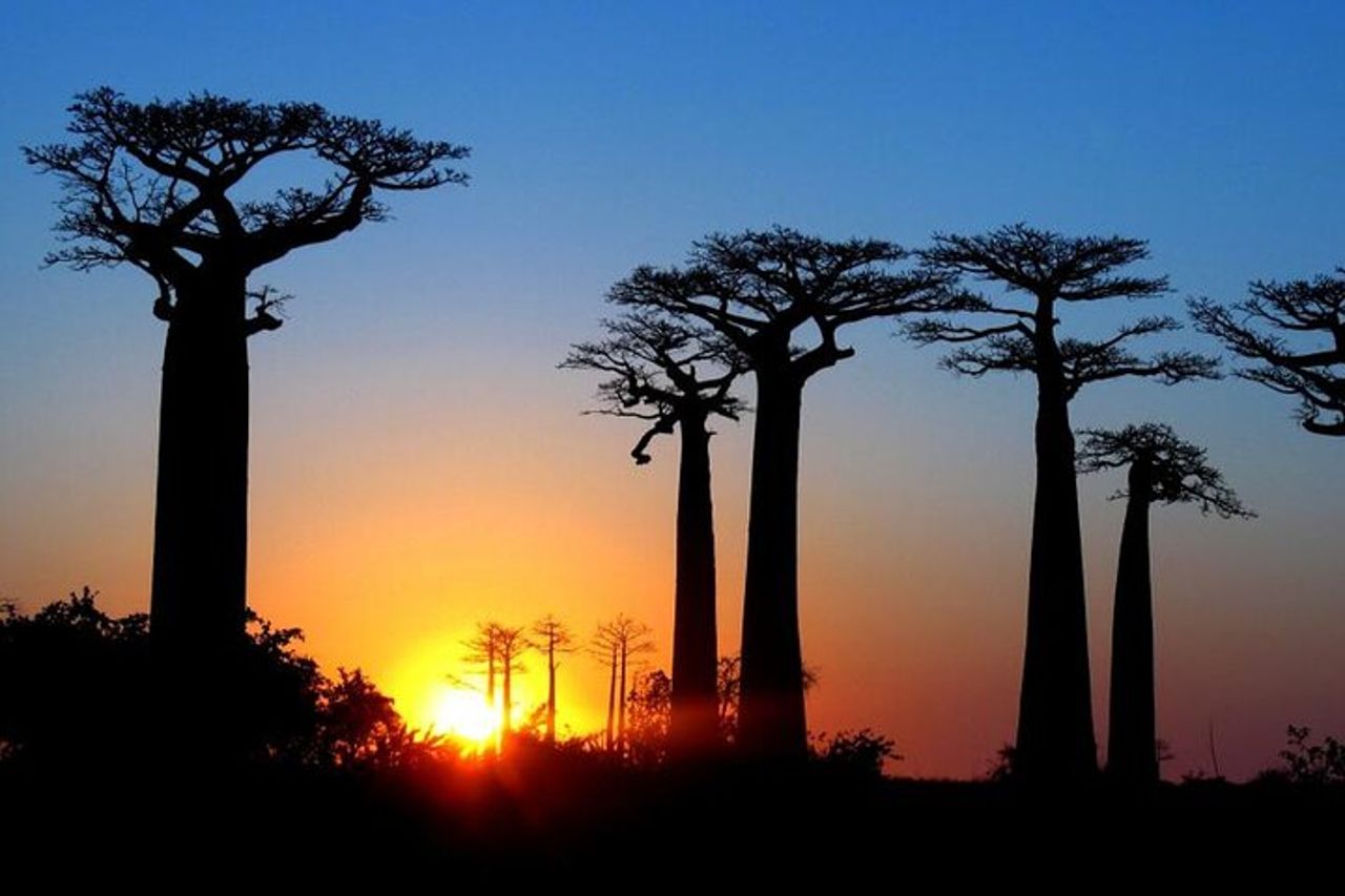 Safari Baobab di 7 giorni in Roadtrip