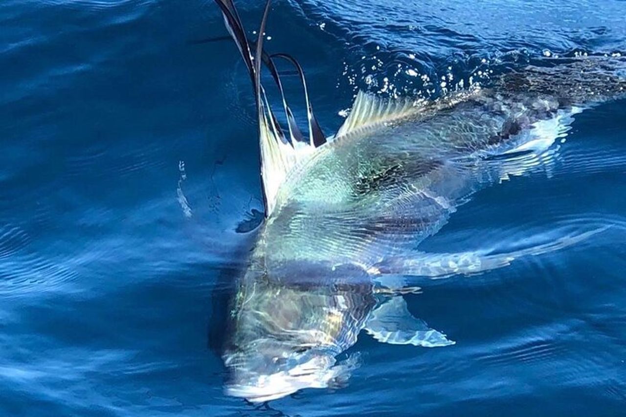 Baja Fishing Dream Pesce Gallo Dorado Marlin Tonno a coda gialla — 6