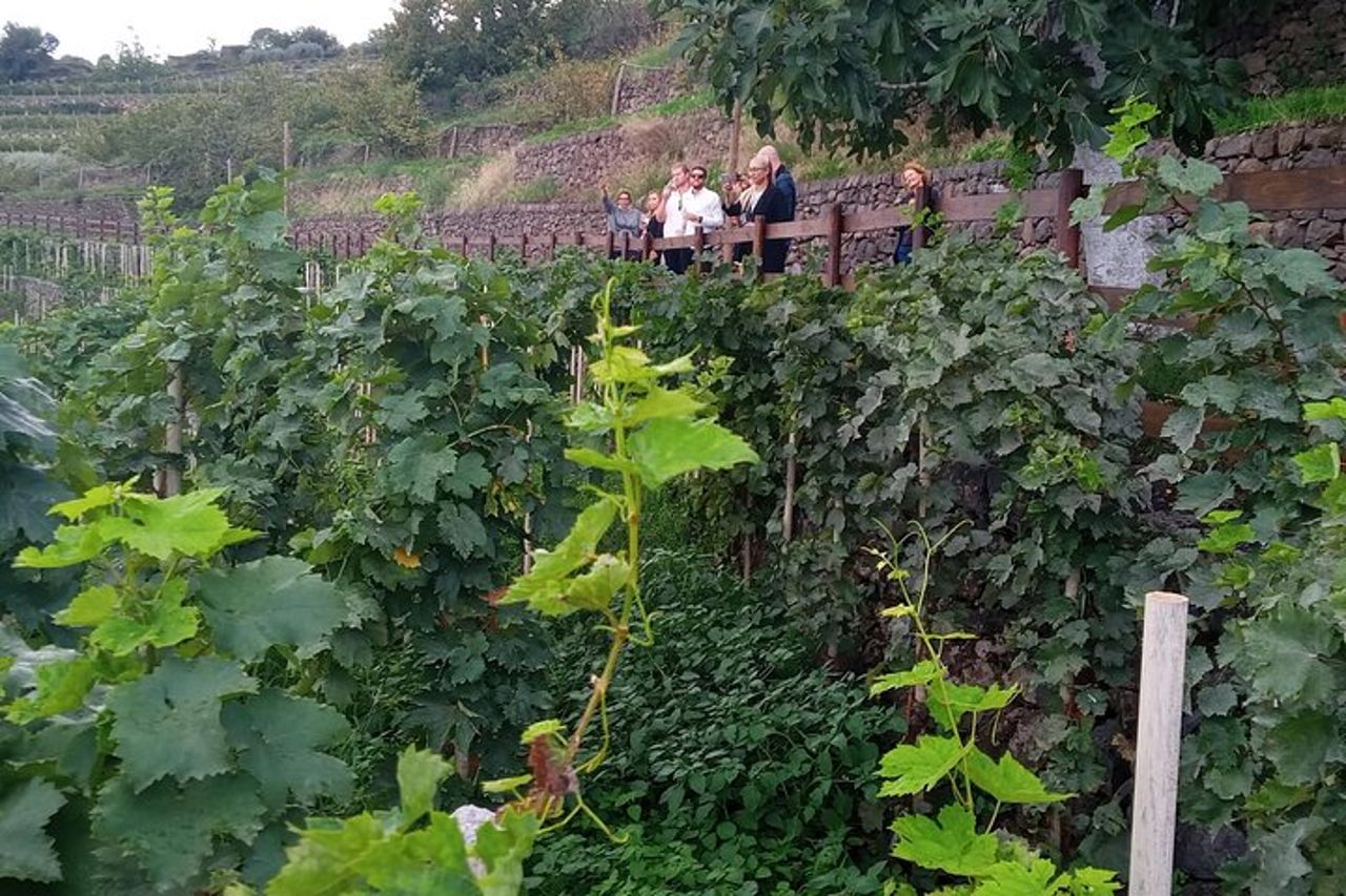 Da Taormina : Tour privato dell'Etna + Due Cantine Etna Family — 2