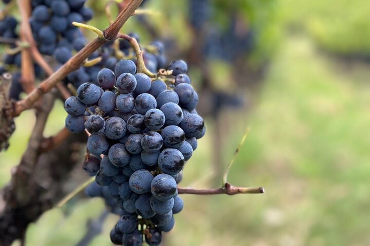 Esclusiva Montalcino Wine Experience — 2