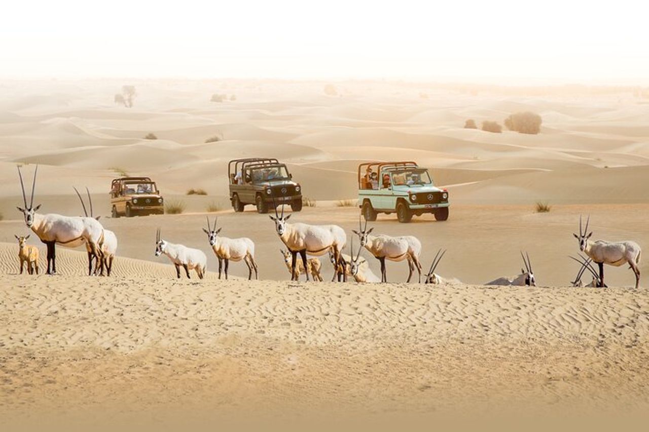Safari serale Heritage di Classe G Vintage all'oasi di Al Marmoom — 4