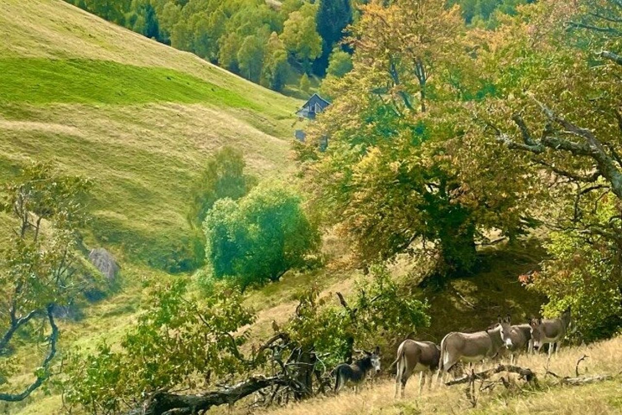 Marginimea Sibiului da Sibiu — 5