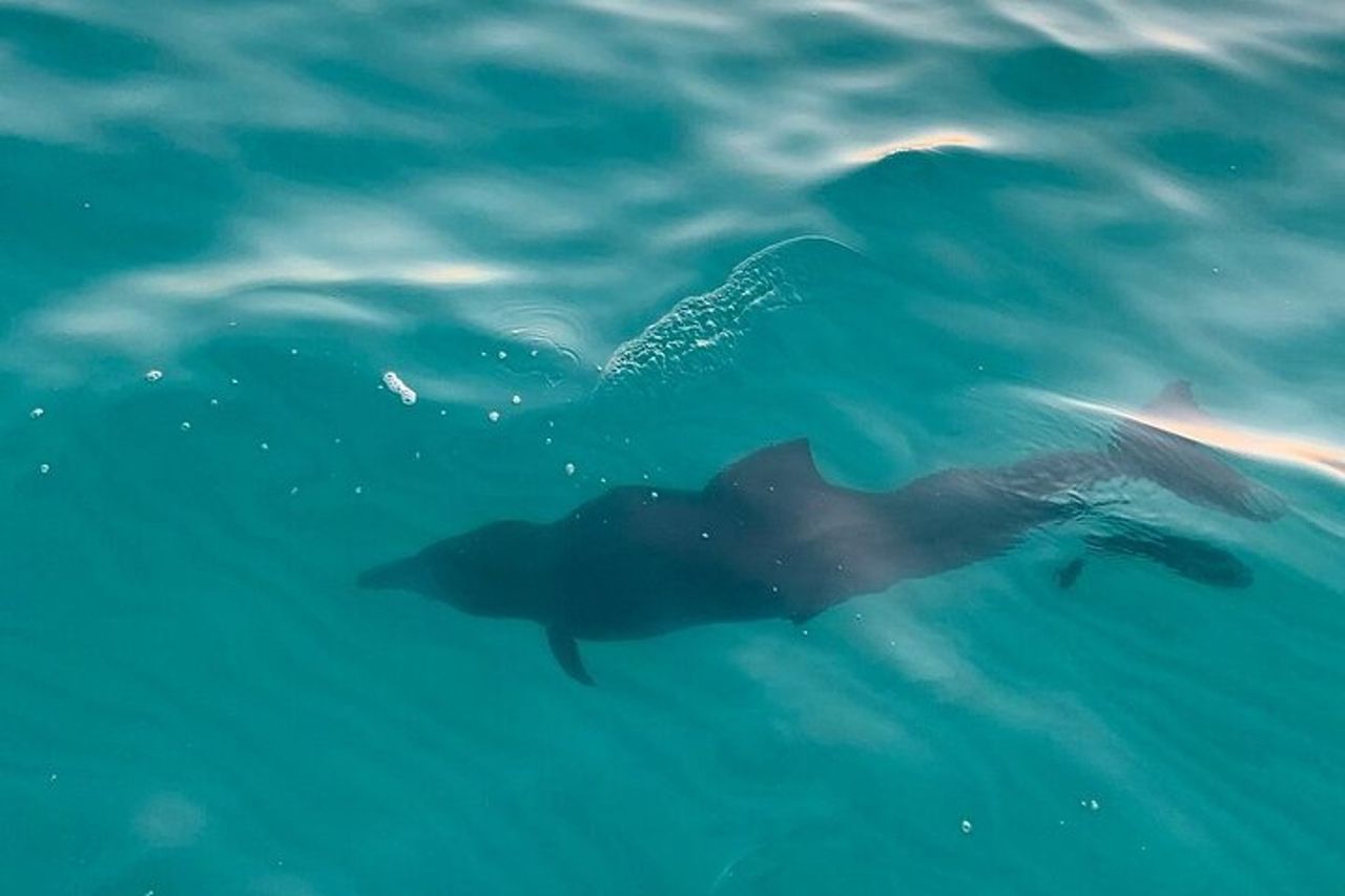 Sandestin Sunset Eco-Delphin Cruise a bordo di Sol y Luna — 6