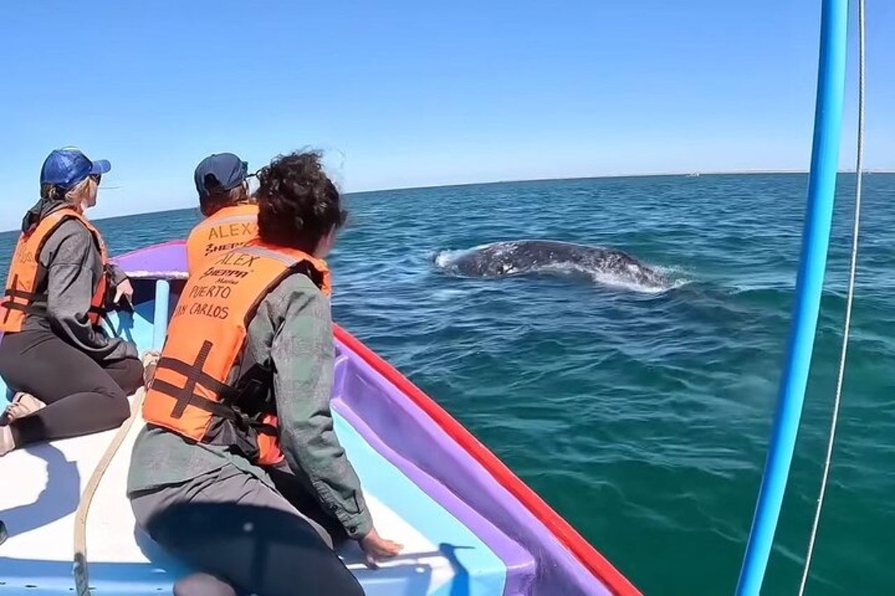 Esperienza di balena grigia limitata a 8 — 6