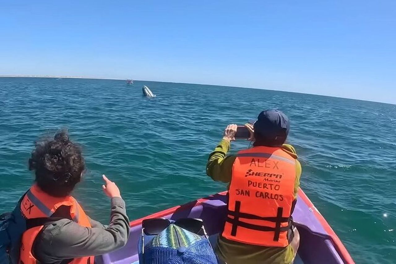 Esperienza di balena grigia limitata a 8 — 7