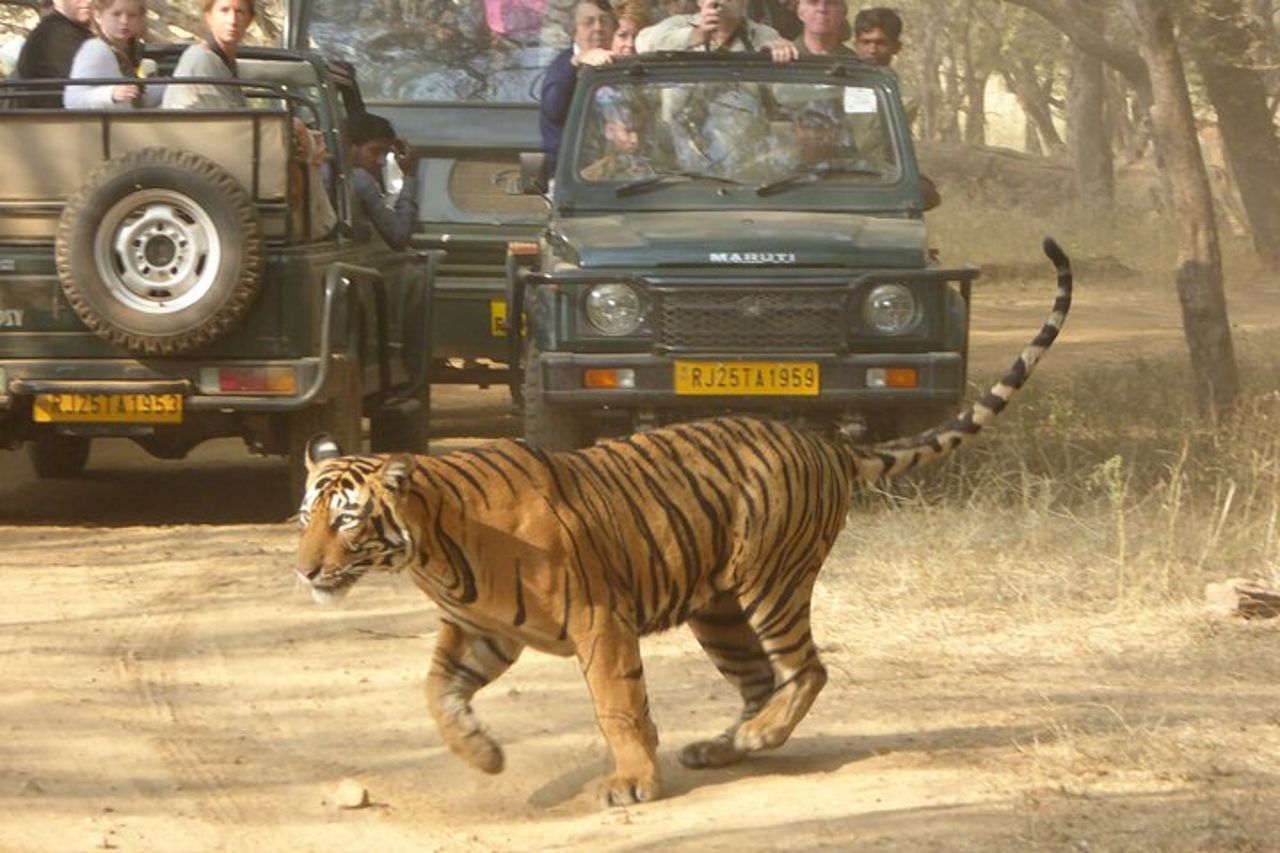 Safari nel Parco Nazionale di Ranthambore con Guida (Zingaro e Canter) — 3
