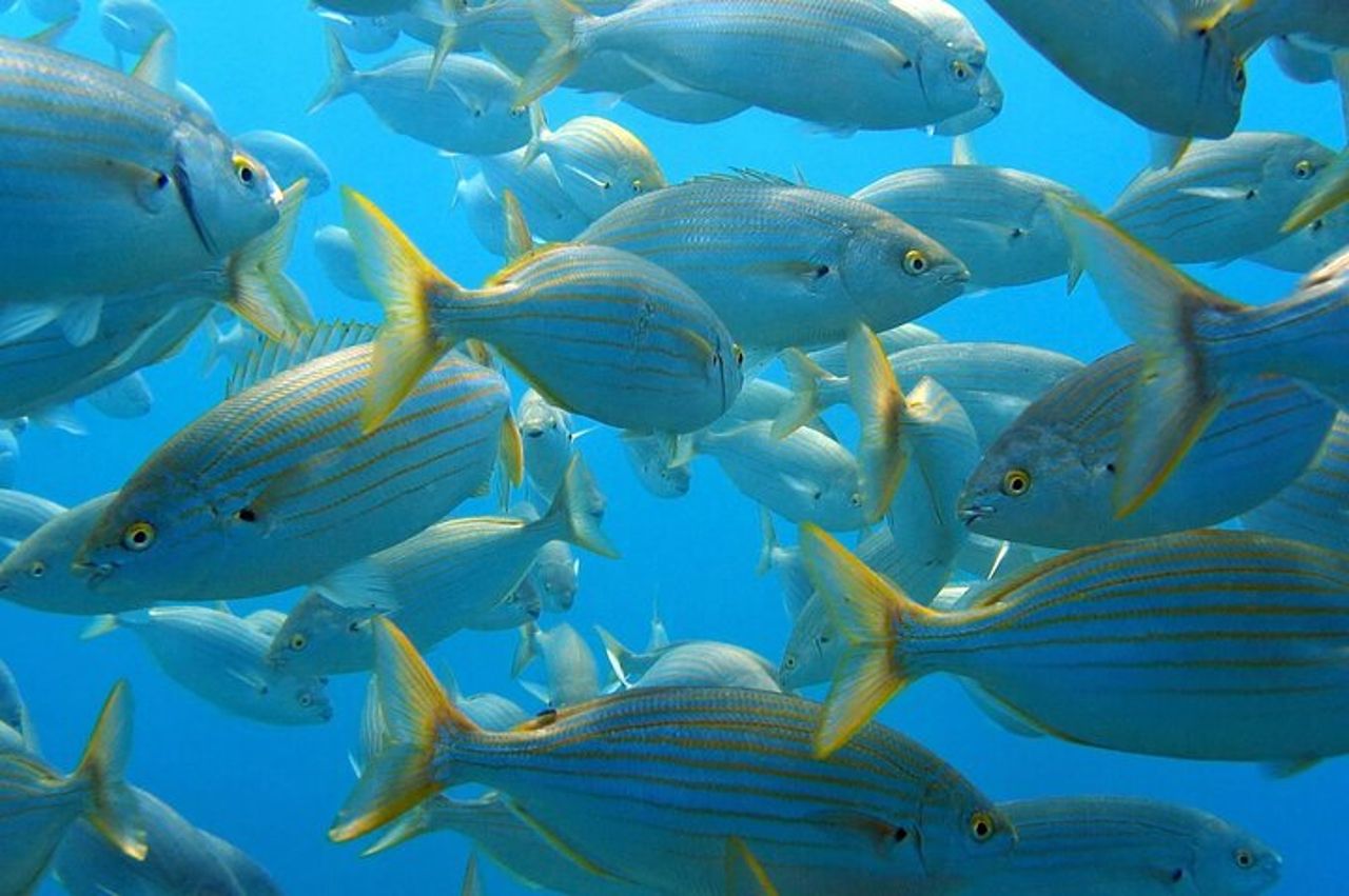Puntaldia o San Teodoro : snorkeling a Tavolara e Molara — 2