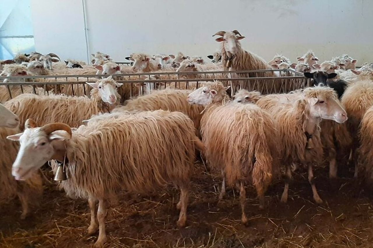 Arzana Visita ad una Fattoria con Degustazione — 4