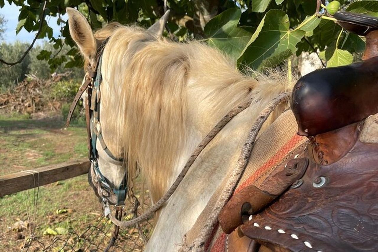 Escursione a cavallo — 2