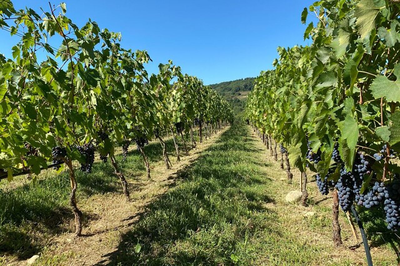 Chianti Winery + Brolio Castle Private Tour — 8