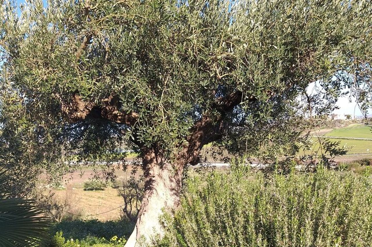 Valle dei Templi e Degustazione di Vini Presso Tenute Camilleri — 6
