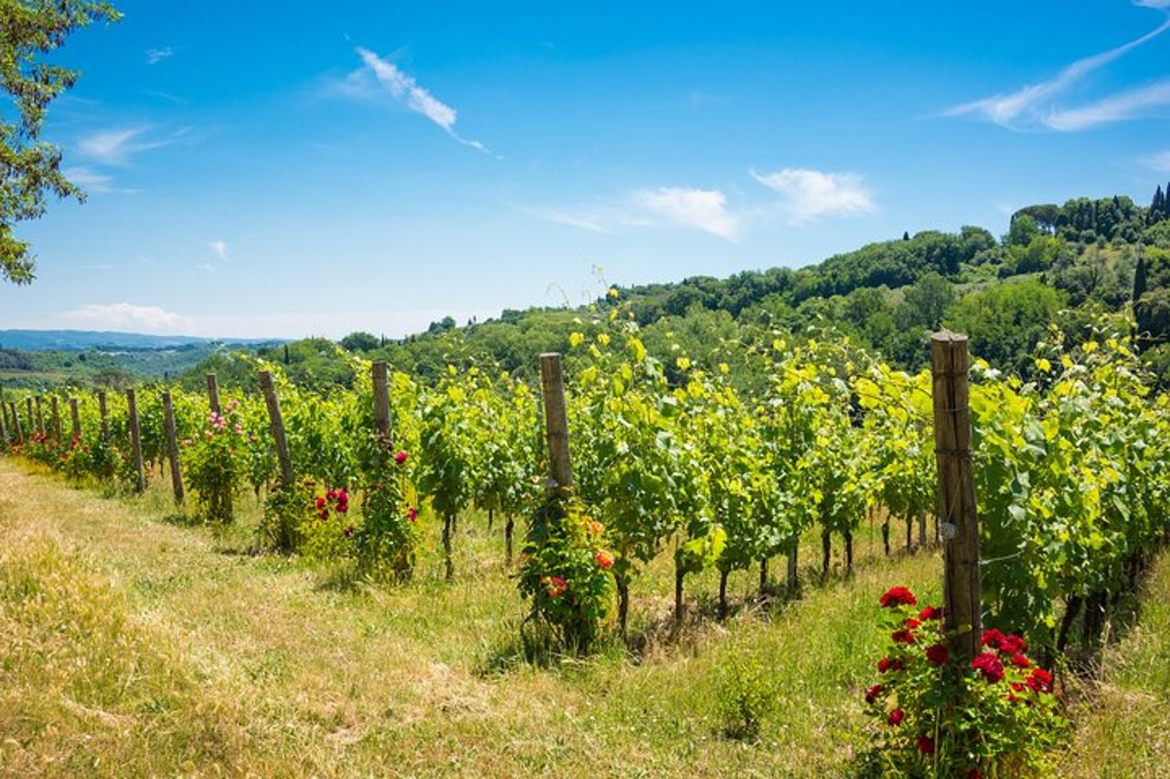 Da Civitavecchia: Wine Tour Toscana-Laziale con Degustazioni — 7