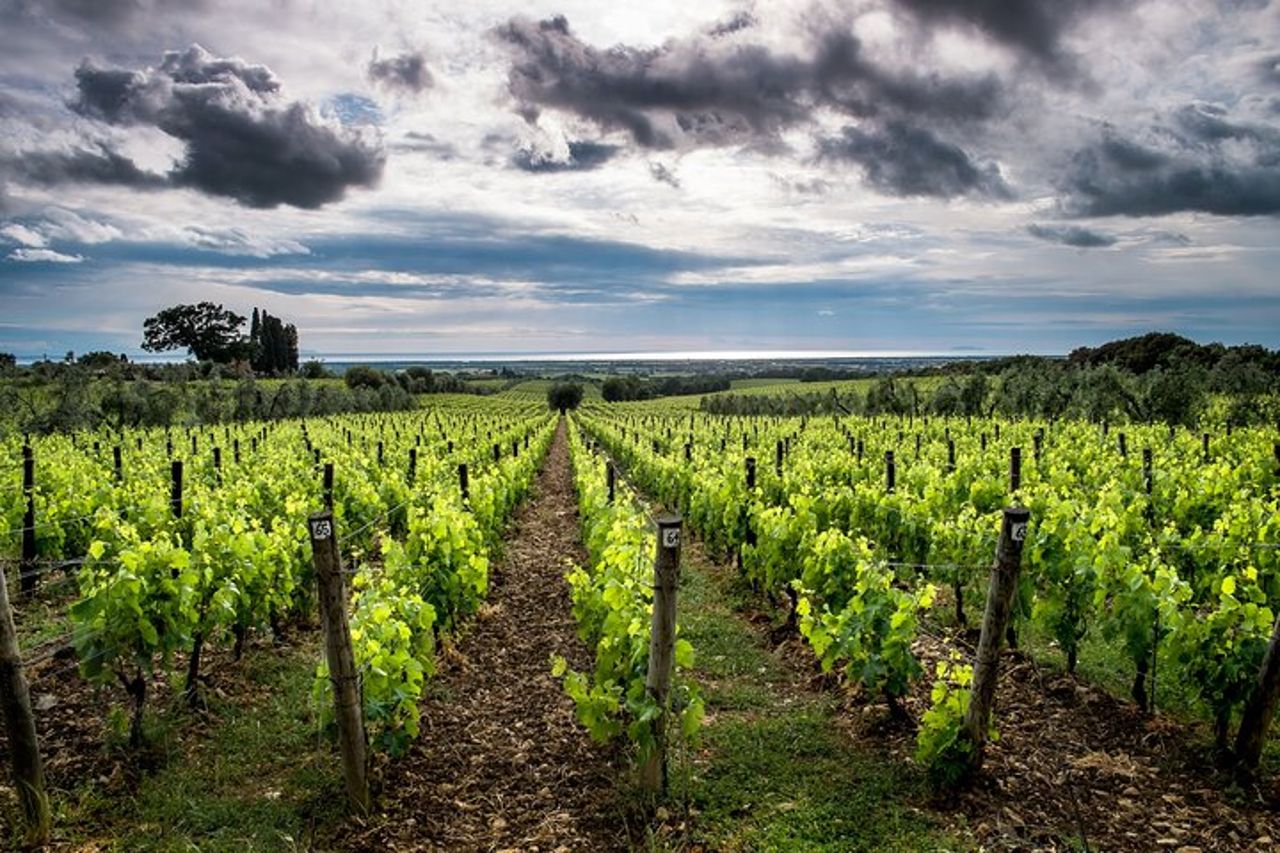 Da Civitavecchia: Wine Tour Toscana-Laziale con Degustazioni — 8