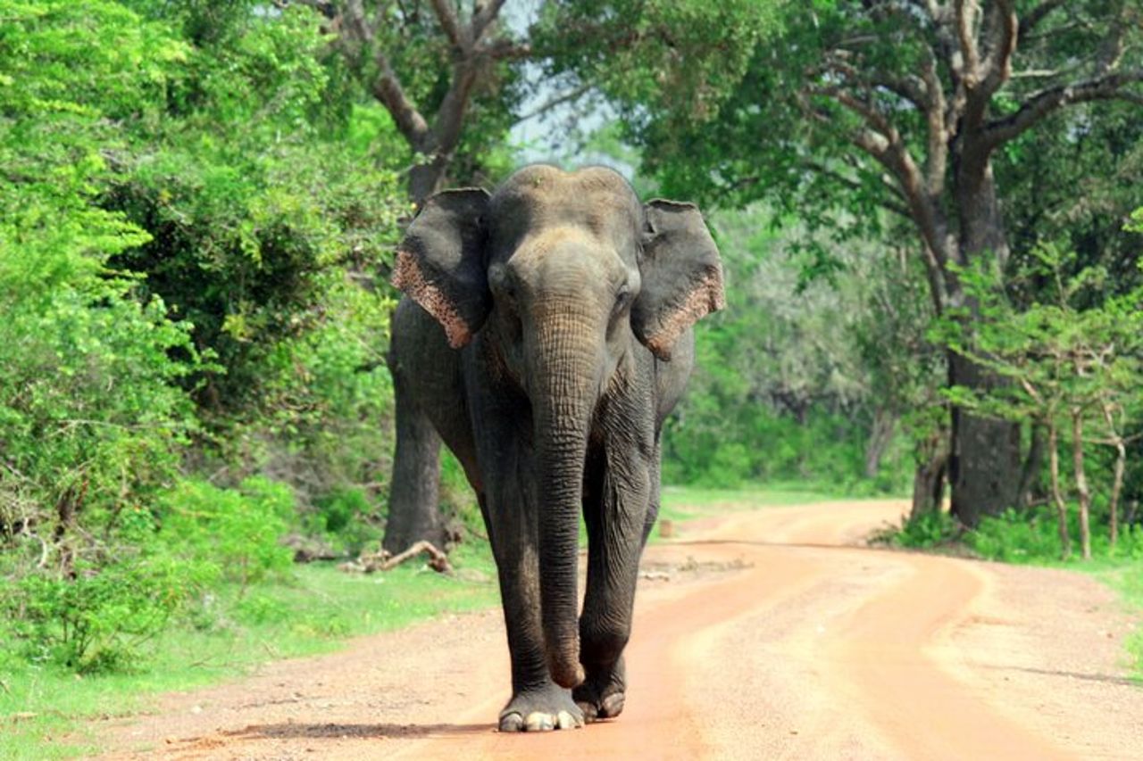 Safari Yala da Ella e Drop Off Mirissa Tangalle e Galle — 3