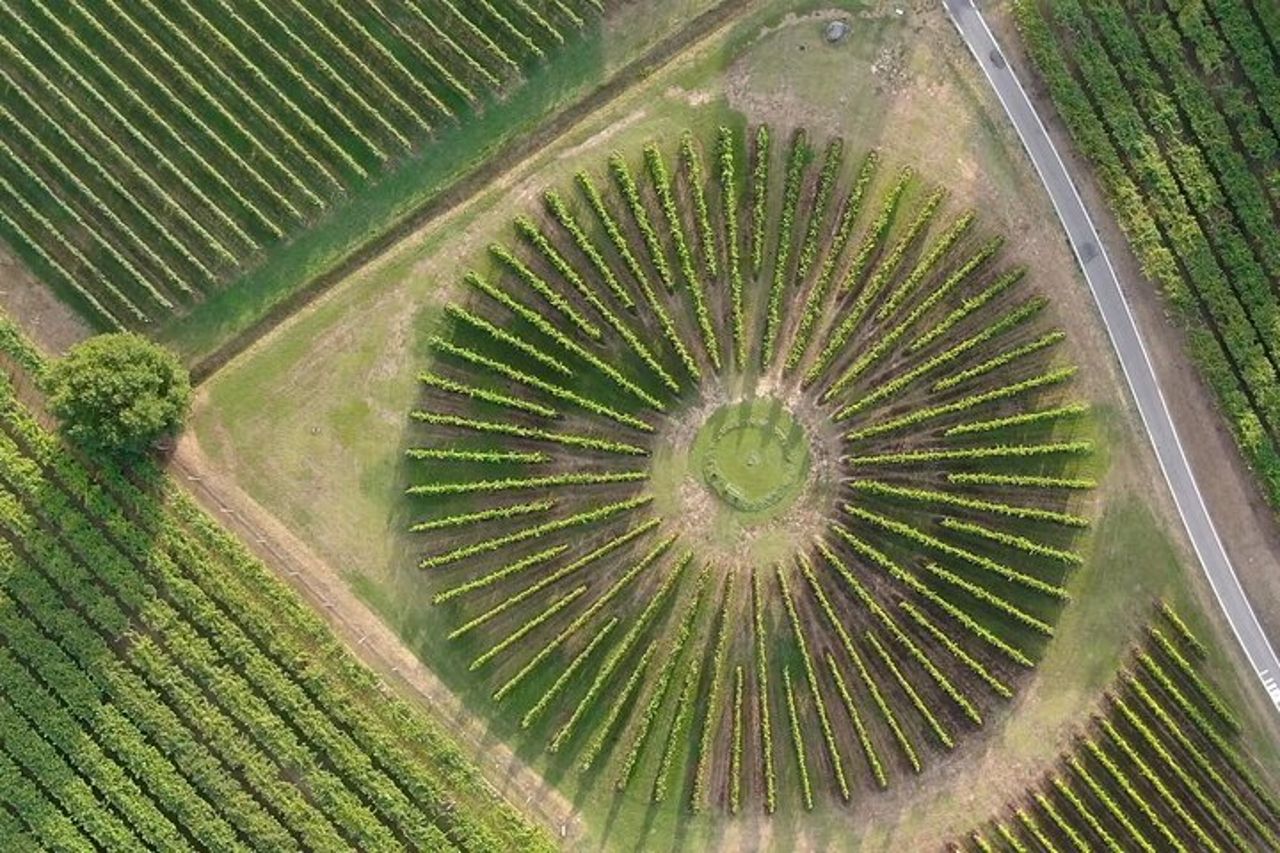 Tour della cantina e degustazione dei vini del Garda a Lazise — 2