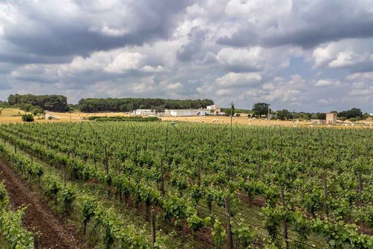 Autentica esperienza di degustazione di vino Marsala in una cantina storica