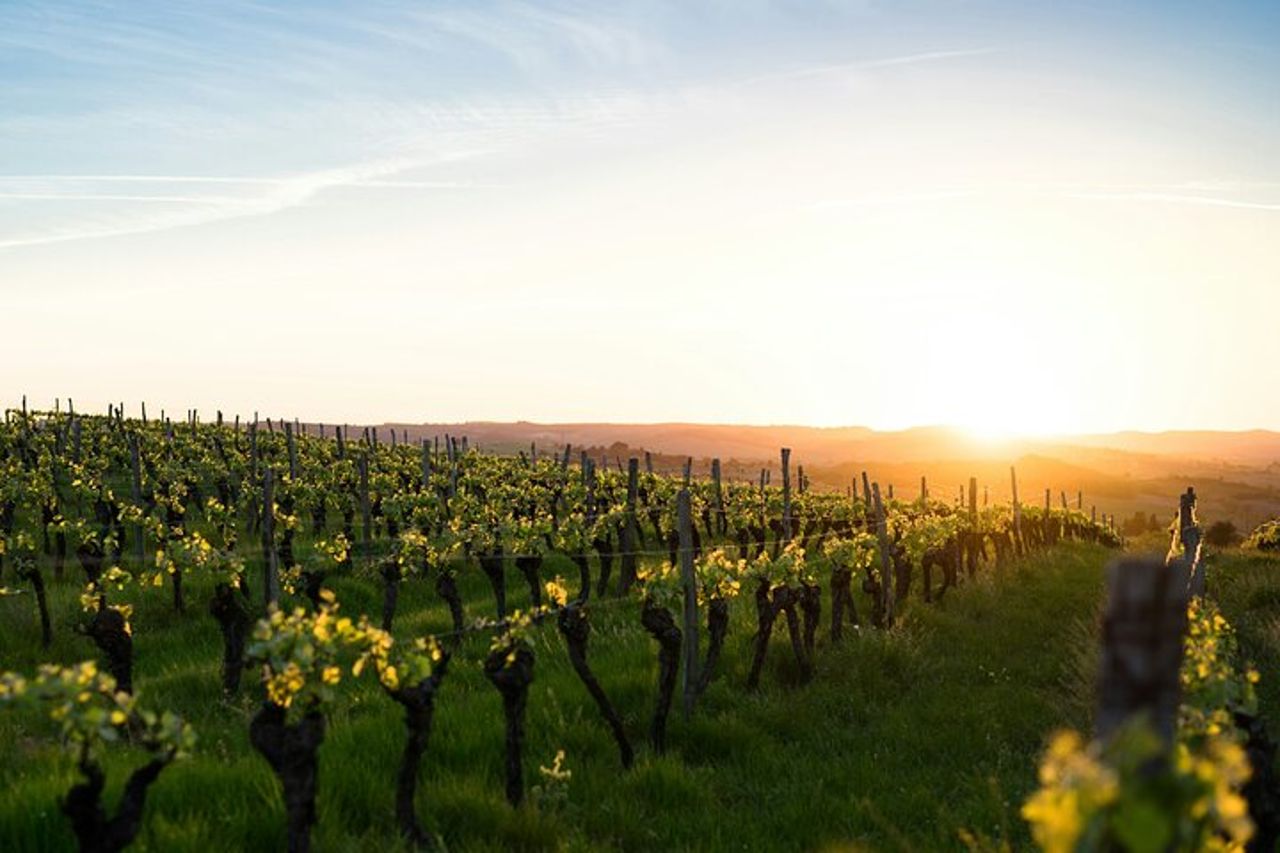 Bourgueil Passeggiata gastronomica con uno chef — 4