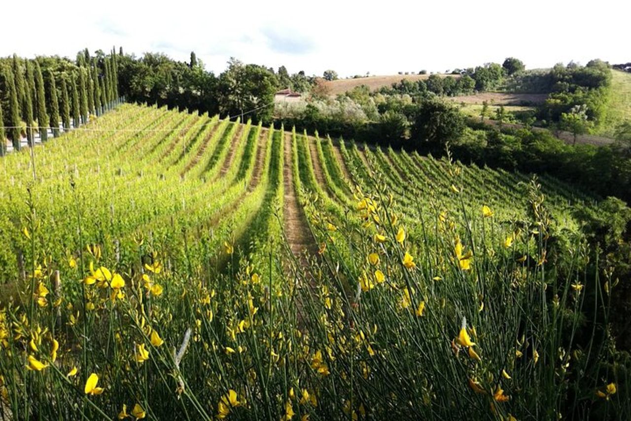 Degustazione di vino e bruschette toscane per famiglie a San Gimignano — 3
