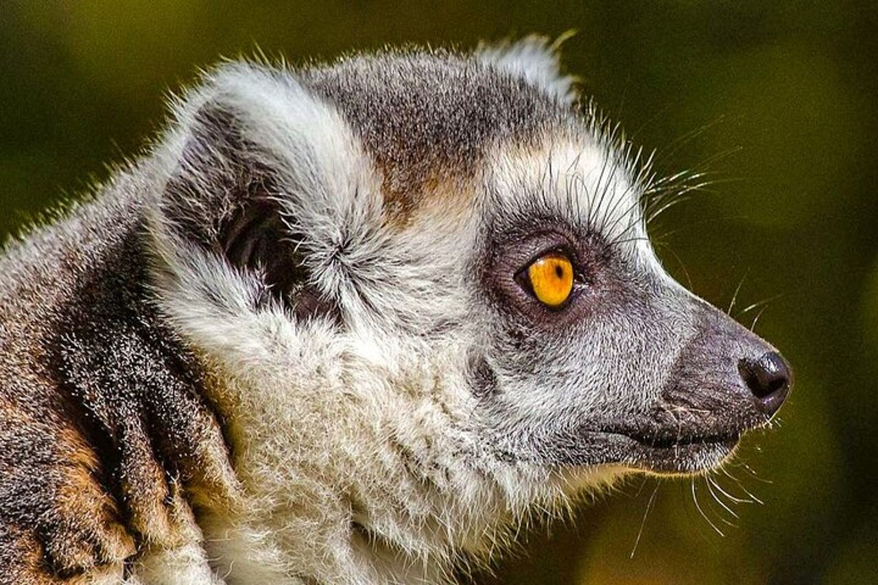 Viaggio personalizzato di 13 giorni in Madagascar con fauna selvatica e spiaggia — 4
