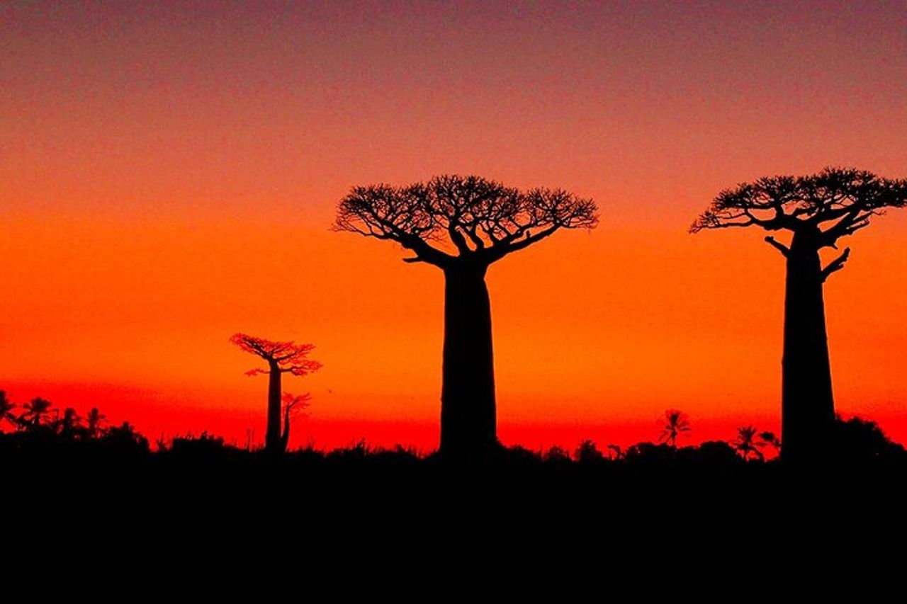 Viaggio personalizzato di 8 giorni in Madagascar per l'osservazione delle balene — 5