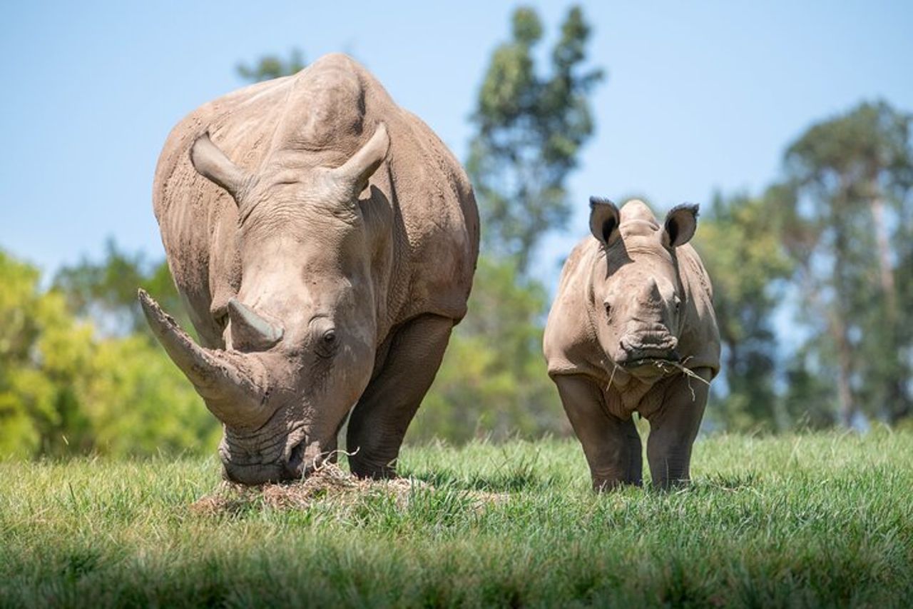 Gita di un giorno allo zoo australiano da Brisbane — 7