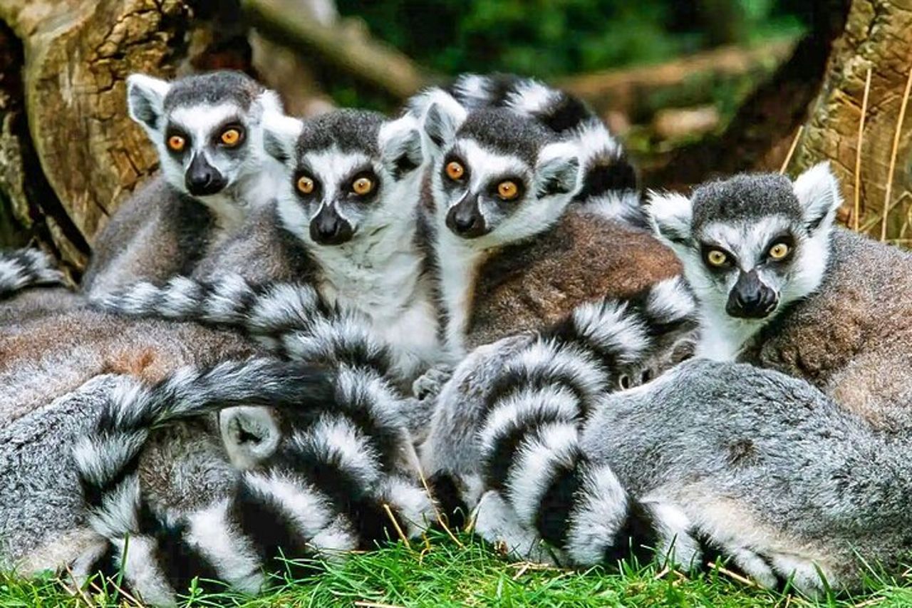 Miglior prezzo 7 giorni Madagascar Family Tour con Baobabs Avenue — 3