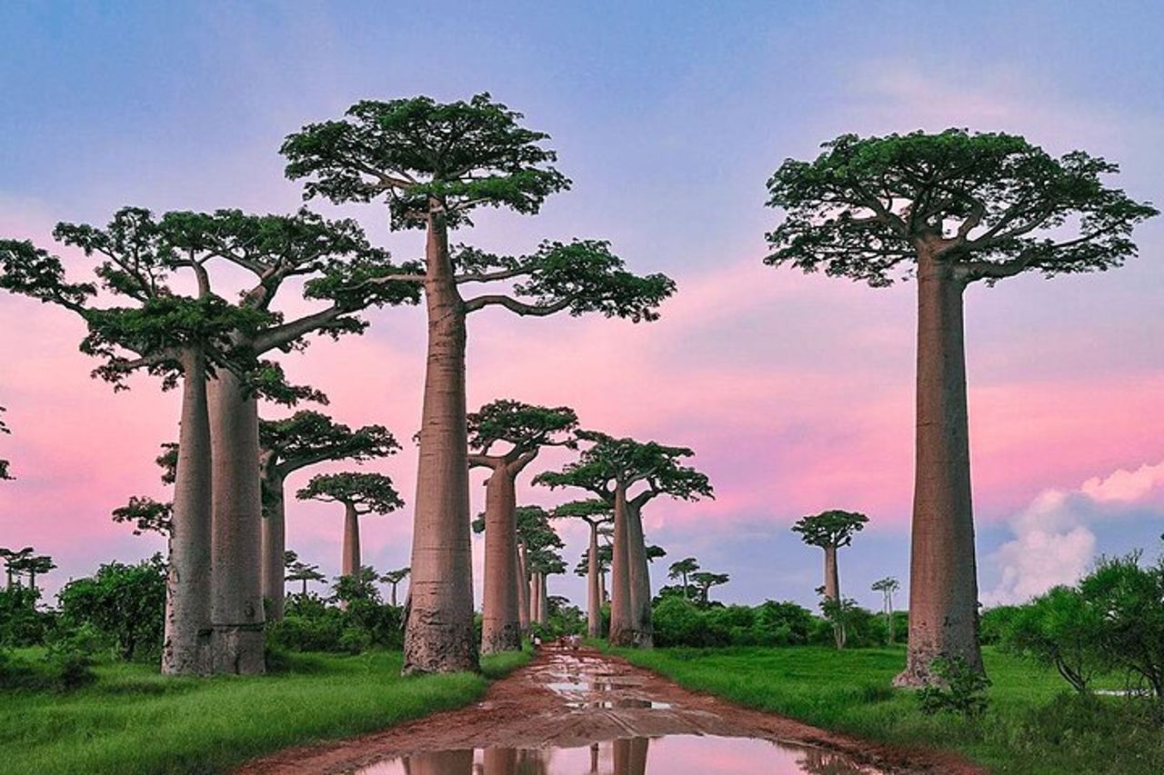 Miglior prezzo 7 giorni Madagascar Family Tour con Baobabs Avenue — 5