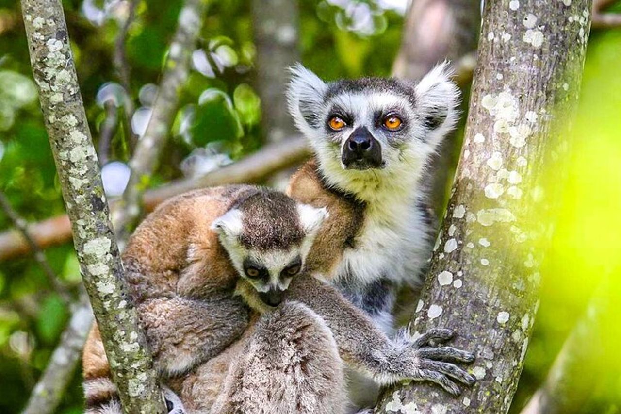 Tour privato su misura di 15 giorni in Madagascar per famiglie di Lemuri — 3