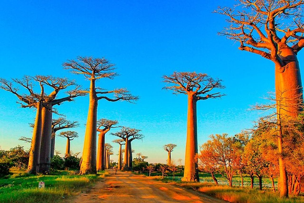 Tour privato su misura di 15 giorni in Madagascar per famiglie di Lemuri — 6