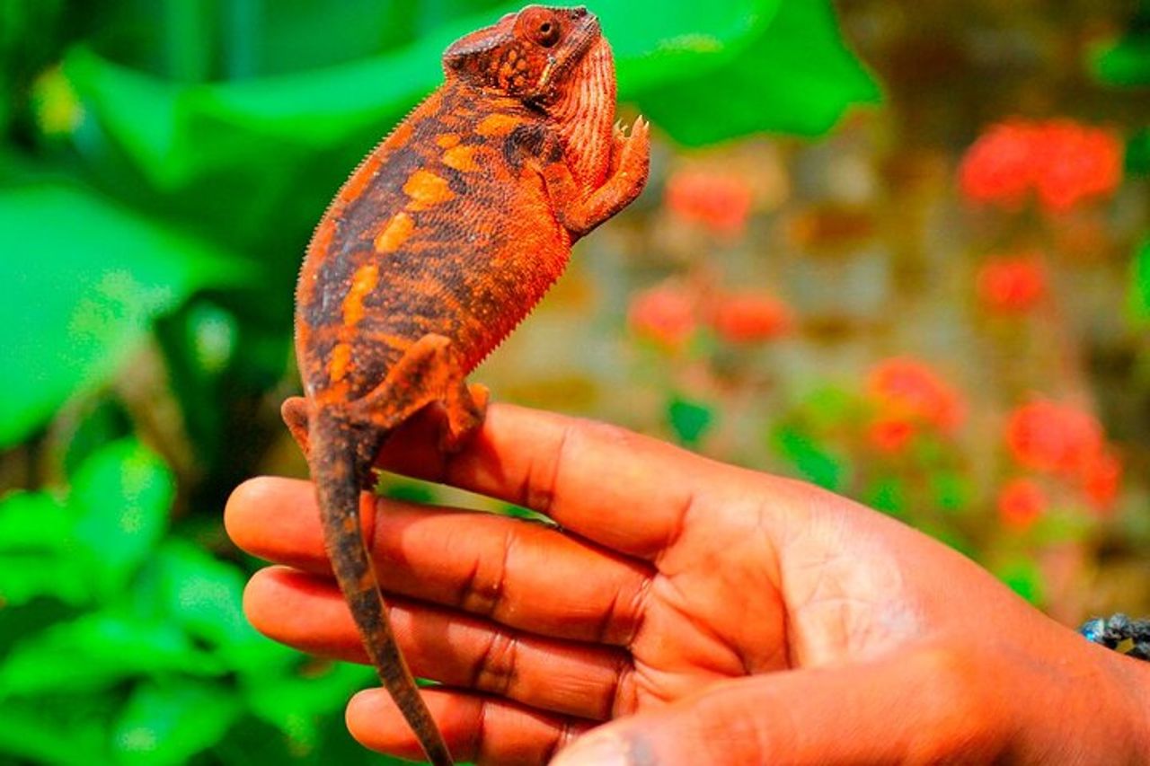 Tour privato su misura di 15 giorni in Madagascar per famiglie di Lemuri — 7