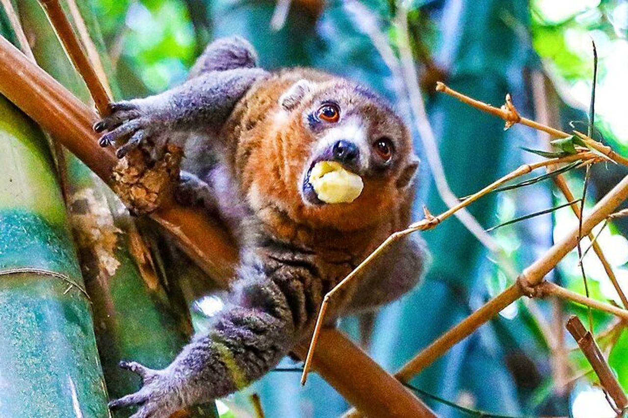 Tour privato su misura di 15 giorni in Madagascar per famiglie di Lemuri — 9