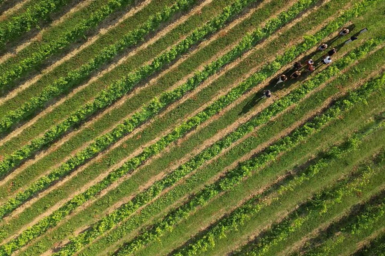 Bardolino: tour dei vigneti, degustazione di vino, olio e cibo — 7